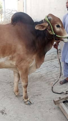 price 5 lakh 5 mn plus 03334098853