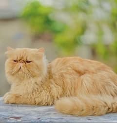 Persian pure pikki face stud male for sale