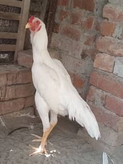 white shamo/top class white shamo/white shamo chicks for sale