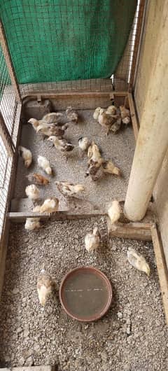 Mix family of Aseel and Misri hens, chicks