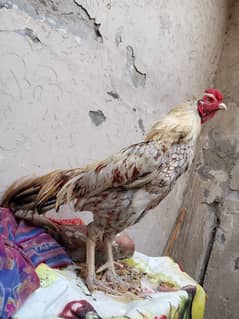 old blood murga for sale. 03240497082