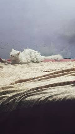 Persian Triple Coated Punch Face