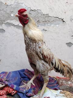 old blood murga for sale. 03240497082