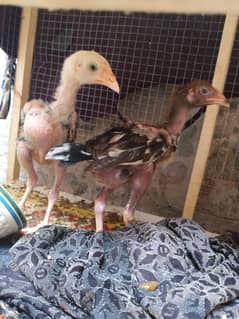 3 old blood chicks for sale.