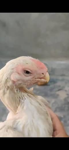 Parrot