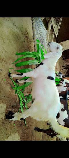 قربانی