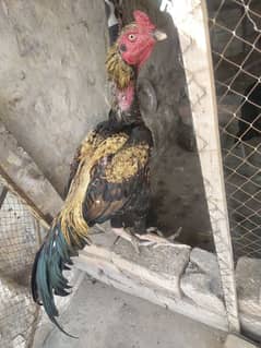 Pure Aseel murga
