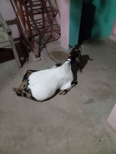 kasi