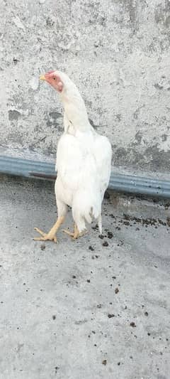 white heera madi