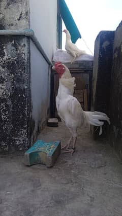 white aseel pair available
