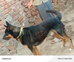 Alsatian and Doberman cross