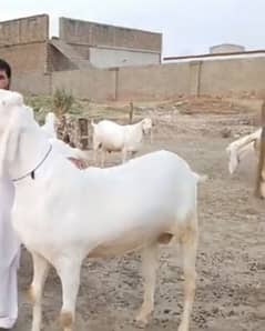 Bakra