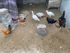 Desi,aseel fresh organic and fertile eggs.
