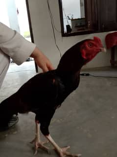 Aseel Cock and hen pair on sale in Charsadda