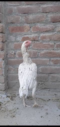 Aseel female Thai or Sindhi ka cross ha active and healthy MashaAllah.