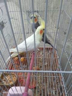 Cocktail pair for sale
