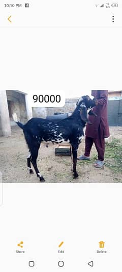 Animals