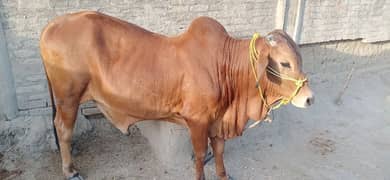 Qurabni ky Wachy for sale