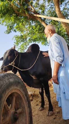OX