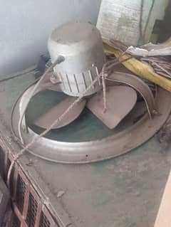 agzaaz fan