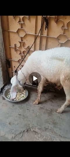 larkana