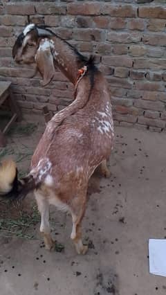 Bakra