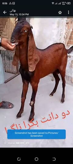 do dant bakray qurbani walay hamray pass Qurbani walay janwar hay