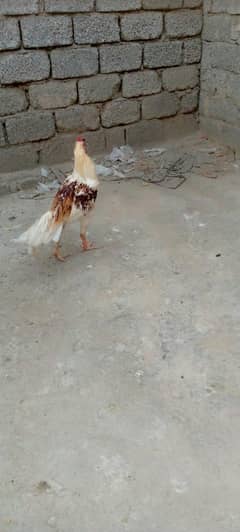 peyar sell hai Jor b tek hai