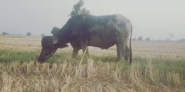 2 dant  chota  for  sale  6 man gosht  hy 03285907683
