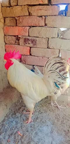 Golden Misri , مرغی انڑے بھی دیتی ہیں