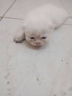 Persian cat sale