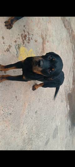 Rottweiler female puppies for sale