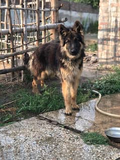 German sheperd  Non pedegree