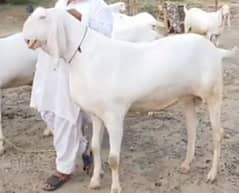 bakra