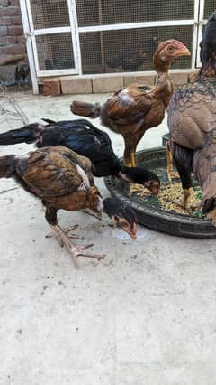 Aseel chicks for sale