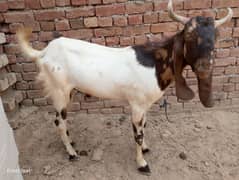 2 male bakry for qurbani