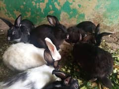 Rabbit pairs available