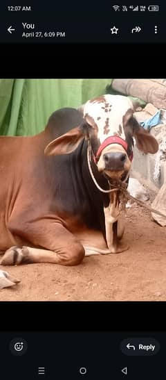 cow