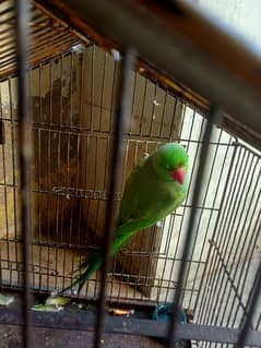 ringneck
