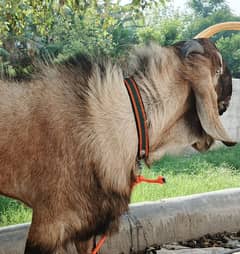 Bakra for Qurbani