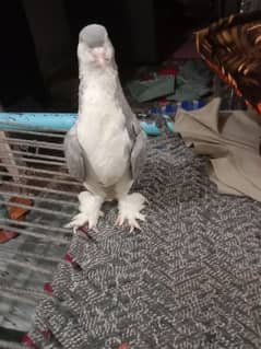 Breeder male