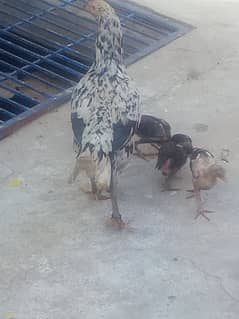 aseel chicks avalible