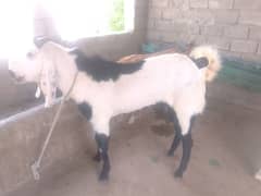 qurbani k liye acha khubsurat bakta