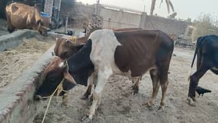 wacha for sale