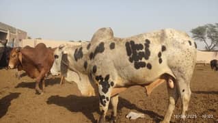 Heavy janwar