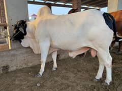 Qurbani | Bachra | High Quality | Bull | wacha Available
