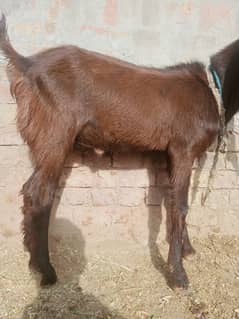 bakra for sale