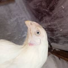 Indian parrot cross madi