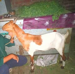 2dand khsii bakray 2025 ki qurbani JIS Bhai ko chahiye rabta krai
