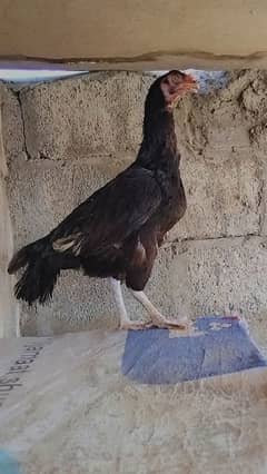 Aseel murgi andy wali